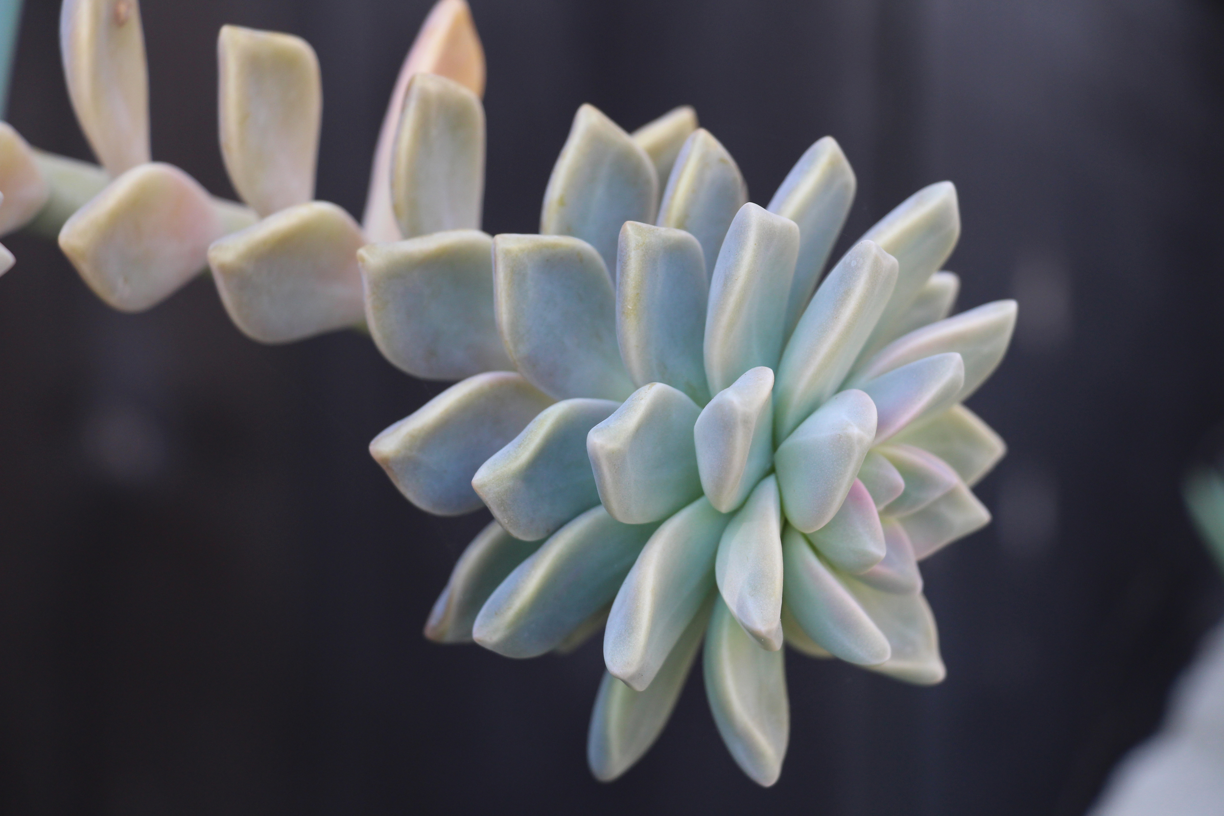 seaside-succulents-a-garden-tour-needlesandleaves_net.jpg